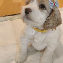 Cockapoo Puppies from Daysi's Puppies