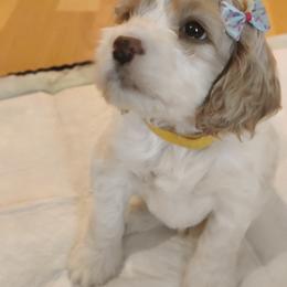 Cockapoo Puppies from Daysi's Puppies