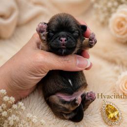 Hyacinth (yellow) - Sable female Shih Tzu puppy in Richmond, Texas from Aleka Shih Tzu