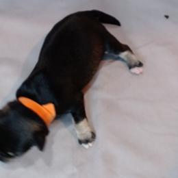 Sterling - Salt and pepper male Miniature Schnauzer puppy in Weatherford, Texas from Castle of Paws