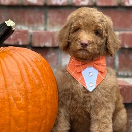 Marky- Orange collar male - Red  male Goldendoodle puppy in Yuciapa, California from AlltheDoodlez_