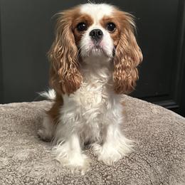 Maggie - Cavalier King Charles Spaniel