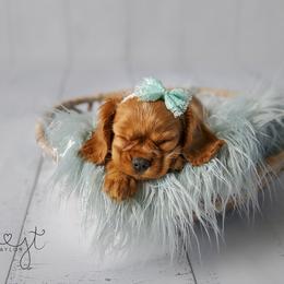 Cavalier King Charles Spaniel Puppies from Jina Ezell