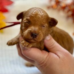 Alvin - Red  male Poodle puppy in Munster, Indiana from Miranda’s Sunshine Poodles and Doodles