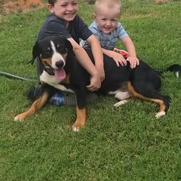 Entlebucher Mountain Dog puppies from QH Entlebucher Kennel