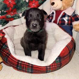 Green Collar - Fawn sable male Belgian Malinois puppy in Trenton, Georgia from Laeknir K9