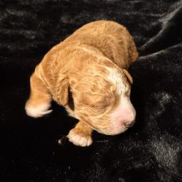 Cactus - Brown male Maltipoo puppy in Greenfield, Iowa from Sugar Plum Puppies
