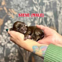 Boy 3 - Brown male Cocker Spaniel puppy in Salt Lake City, Utah from Sego Lily Cockers