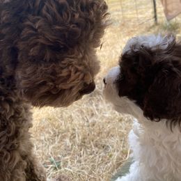 Girl 2 - White Lagotto Romagnolo puppy in Silverton, Oregon from Briarwood Lagotto Romagnolos