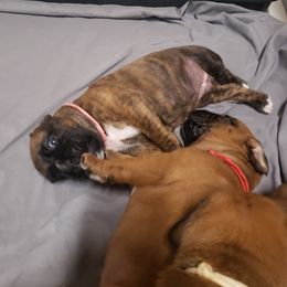 Boxer Puppies from SmashBox Kennel