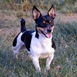 Pippin - Teddy Roosevelt Terrier