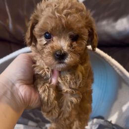 Maple - Red female Havapoo puppy in Lake Ann, Michigan from Riyem Wildflower Farms