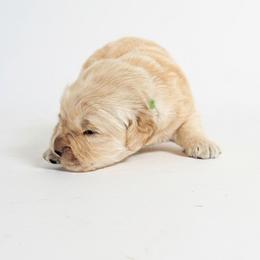 Gussy Fink-Nottle - Golden male Golden Retriever puppy in Fairview, Tennessee from Full of Grace Goldens
