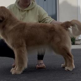 Golden Retriever Puppies from Canyon Ridge Goldens