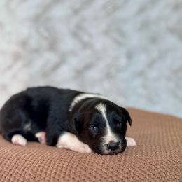 Turkey - Black & white male Australian Shepherd puppy in Argyle, Iowa from Country Time Kennels