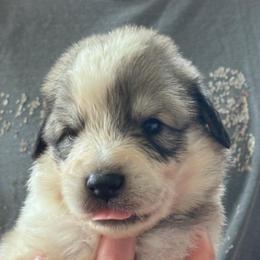 Finn - White and badger male Great Pyrenees puppy in Murfreesboro, Tennessee from Storybook Tails Farm