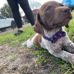 German Shorthaired Pointer and Jack Russell Terrier Puppies from Ivy Creek Kennels