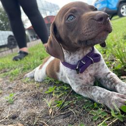 German Shorthaired Pointer and Jack Russell Terrier Puppies from Ivy Creek Kennels