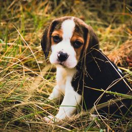 Beagle and Pug Puppies from Folklore Kennel