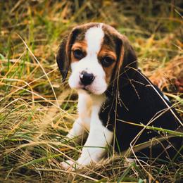 Beagle and Pug Puppies from Folklore Kennel