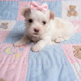 Rhiannon - White female Morkie puppy in Fall River, Massachusetts from Exquisite Babydoll Morkies and Yorkies