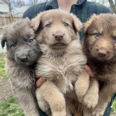 German Shepherd Puppies from Scenic City Shepherds