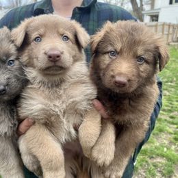 German Shepherd Puppies from Scenic City Shepherds