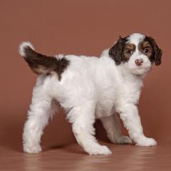 Confetti - White and red male Bordoodle puppy in Tillamook, Oregon from Oregon Bordoodles
