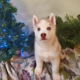 Hornet - Red and white male Siberian Husky puppy in Elk River, Minnesota from Naturez Siberians