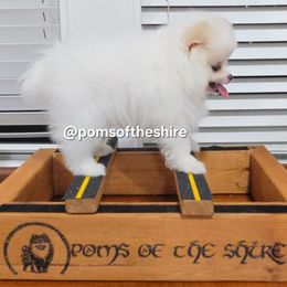 Nimloth - White female Pomeranian puppy in Boca Raton, Florida from Poms of The Shire