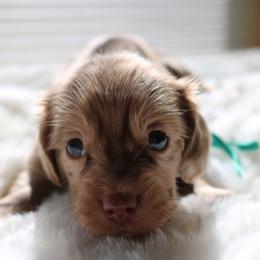 Spot - Chocolate and tan male Dachshund puppy in Peebles, Ohio from Cave Valley Hounds