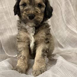 Double Doodle Puppies from Southern Sunshine Doodles 🩷