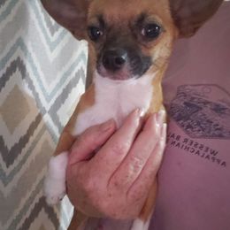 Tippy - Chihuahua