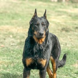 Samhain - Beauceron