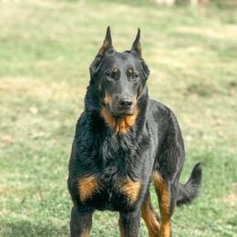 Samhain - Beauceron