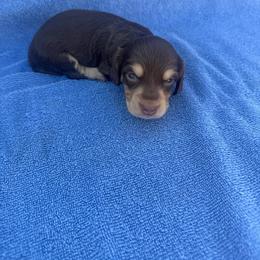 Otis - Chocolate and cream male Dachshund puppy in Mc Alester, Ok, Oklahoma from New Hope Miniature Dachshunds