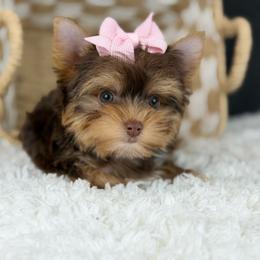 Darla - Chocolate and tan female Yorkshire Terrier puppy in Liberty, Texas from Tiny Yorkshire pups