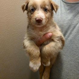 Marsali - Red merle female Australian Shepherd puppy in Violet Hill, Arkansas from Sweets' Cattle Co and Australian Shepherds