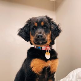 Goldendoodle All Grown Up from Lazy Dayz Doodles