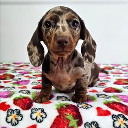 Chocolate and tan dapple female - Dapple female Dachshund puppy in Belle Rive, Illinois from Akin's Miniature Dachshunds, LLC