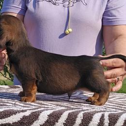 Red Standard Longhair Male - Red male Dachshund puppy in Cheney, Washington from Nouvelle Standard Dachshunds