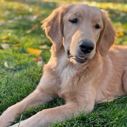 Magnolia - Golden Retriever