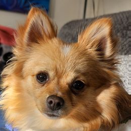 Jubilee - Pomeranian