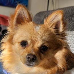 Jubilee - Pomeranian