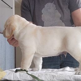 P-Diddy - Yellow Labrador Retriever puppy in Deer Park, Washington from PFR Labradors