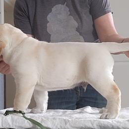 P-Diddy - Yellow Labrador Retriever puppy in Deer Park, Washington from PFR Labradors