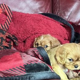 Cavalier King Charles Spaniels from JNJ Royal Cavaliers