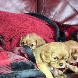 Cavalier King Charles Spaniels from JNJ Royal Cavaliers