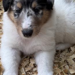Collie Puppies from Hedge Haven Farm
