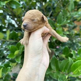 Leo - Red male Cavapoo puppy in Rio Linda, California from VitPom Puppies